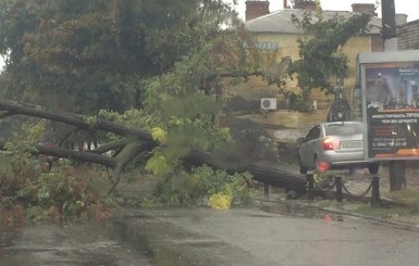 Ураган в Днепропетровске: деревья падают, но транспорт кое-как работает