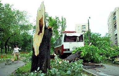 В Киев пришел шторм: ветер валит деревья прямо на машины