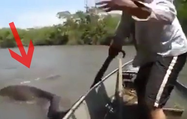Бразильская парочка поймала 5-метрового питона за хвост