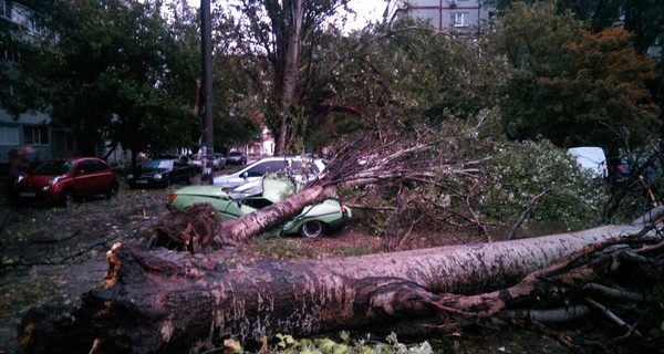 В Запорожье поваленные деревья расплющили десятки машин