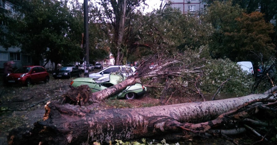 В Запорожье поваленные деревья расплющили десятки машин
