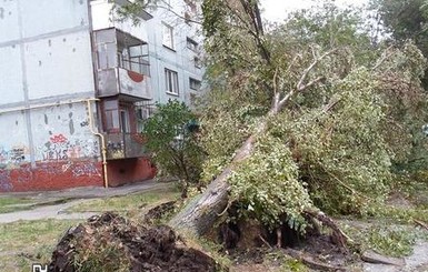 В Бердянске в результате бури дерево 