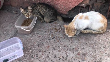 В одесской колонии ищут новый дом 30 котам