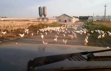 Тысячи белых кур вырвались на свободу в зоне АТО