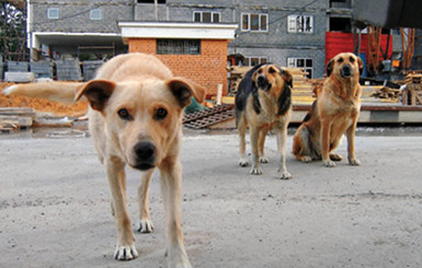 В Киеве впервые за годы независимости пересчитают бродячих животных  