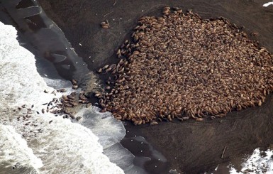 На пляж Аляски вышли 35 тысяч моржей 