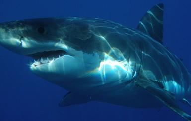 Южноафриканский рыбак посоревновался в перетягивании каната с белой акулой