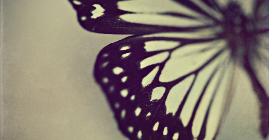 Ученые вырастили в лаборатории крыло бабочки