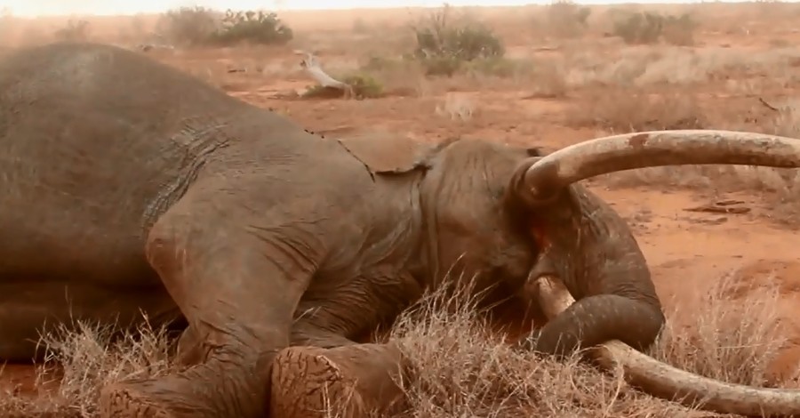В Кении отравленного слона спасали вертолетчики