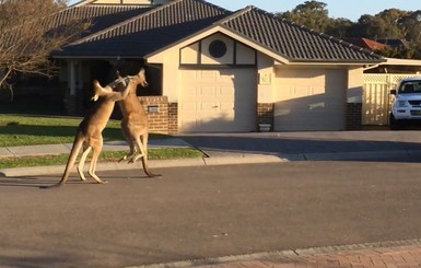 В Австралии двое кенгуру подрались посреди улицы