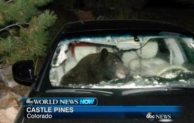Медведь забрался в авто и устроил 