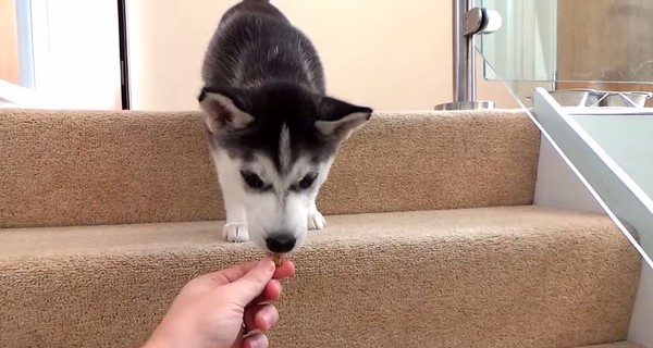 Очаровательный щенок хаски боится лестницы