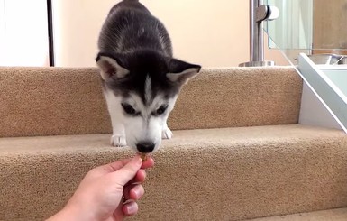 Очаровательный щенок хаски боится лестницы