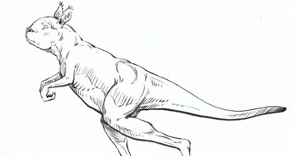 Ученые: доисторические кенгуру были слишком тяжелыми, чтобы прыгать
