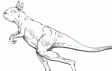 Ученые: доисторические кенгуру были слишком тяжелыми, чтобы прыгать