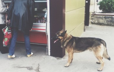 В Луганске собака, оставшаяся без хозяев, умирает с голоду