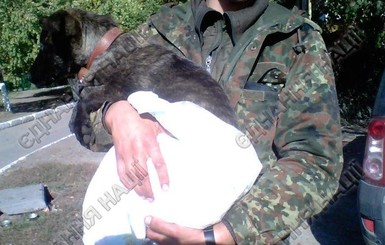 В Краматорске лечат собаку, которая спасла солдат