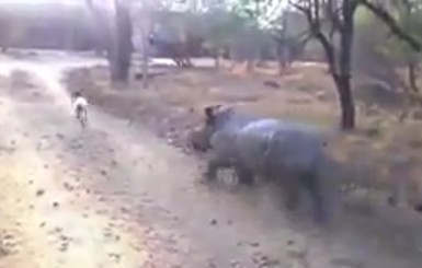 Детеныш носорога из Африки вообразил, что умеет прыгать