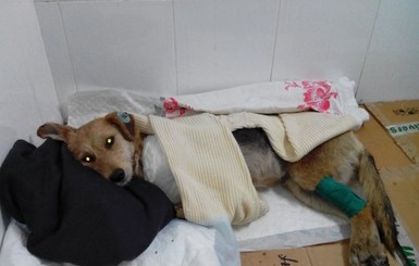 В Днепропетровске собачка научилась ходить на задних лапах после того, как попала под трамвай