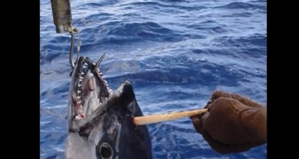 Австралиец поймал тунца-единорога