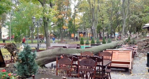 В Одесской области бушует стихия: шквальный ветер валит деревья