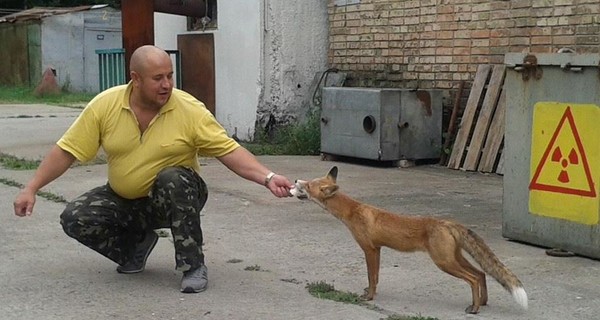 В Припяти живет лис, который любит сало и булочки