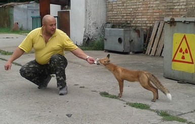 В Припяти живет лис, который любит сало и булочки