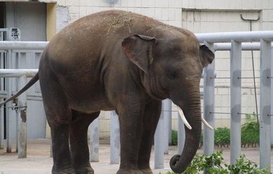 В Киеве в зоопарке Хэллоуин отметят со слоном Хорасом