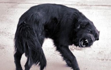 В Бердянске под двери приюта подбросили бешеного пса, который напал на директора