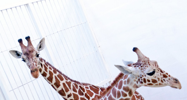 Конкурс на лучшие имена для бердянских жирафят продлили до конца ноября