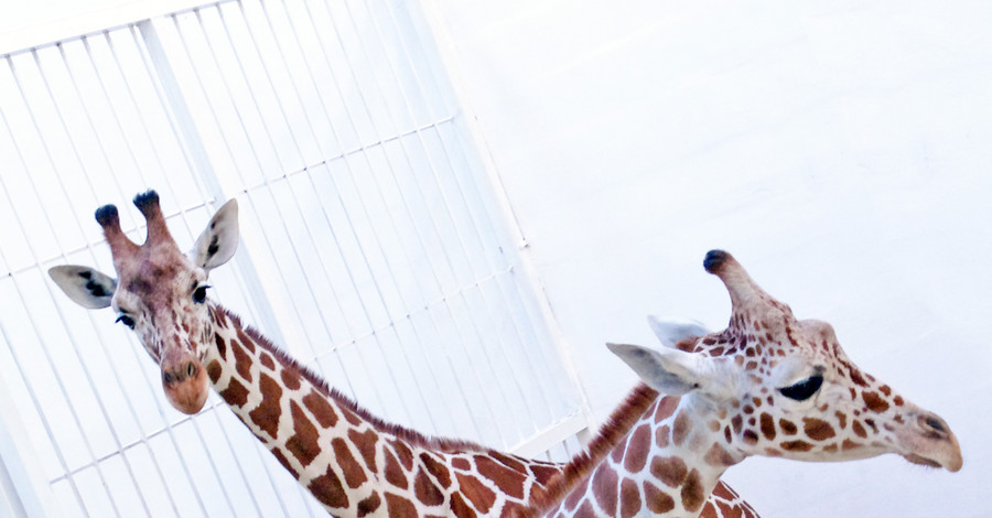 Конкурс на лучшие имена для бердянских жирафят продлили до конца ноября