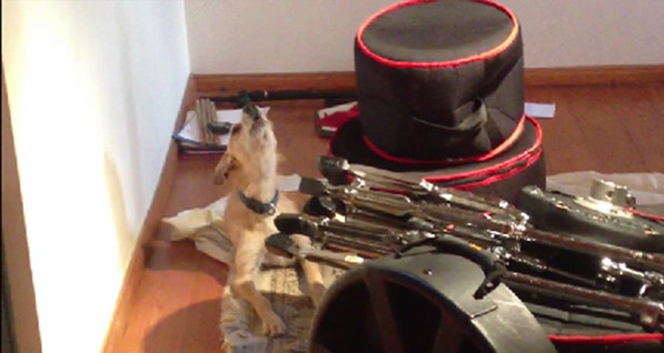Собака, которая обожает петь блюз, взорвала Интернет
