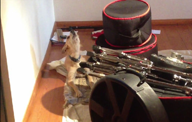 Собака, которая обожает петь блюз, взорвала Интернет