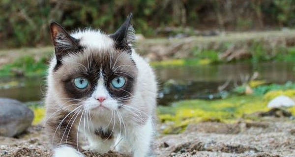 Вышел трейлер фильма, в котором снялась самая известная кошка интернета