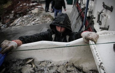 В Киевское море запустили 12 тонн рыбы
