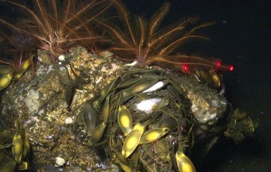 Ученые обнаружили у побережья Калифорнии новый вид кораллов