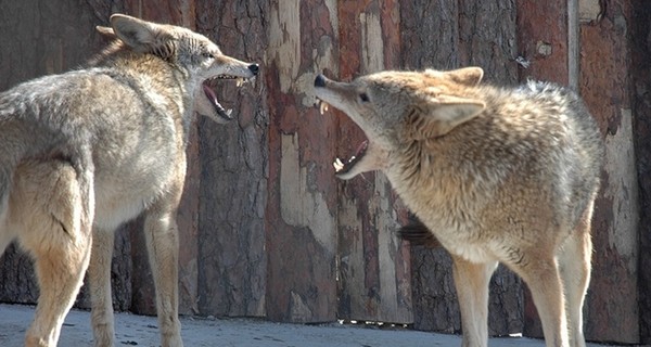 Волки из зоны АТО спасаются бегством в Запорожскую область