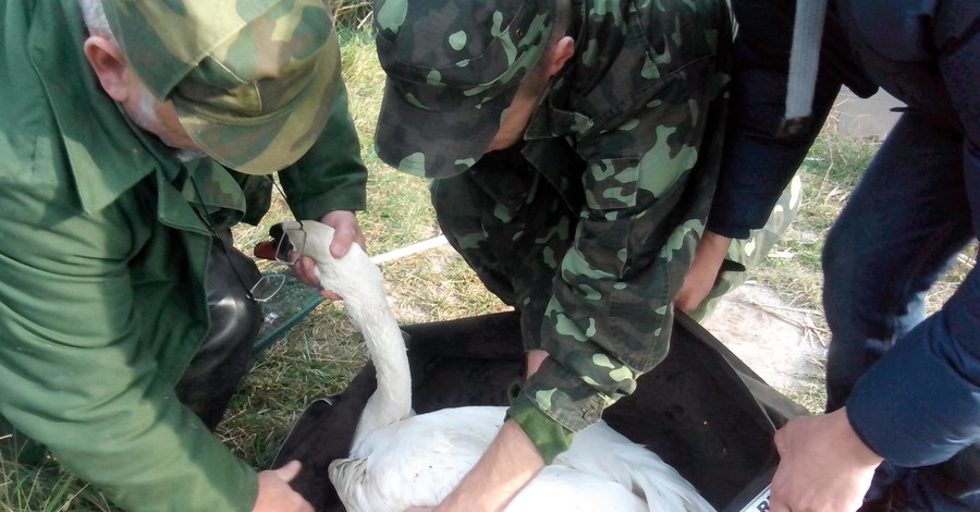 На Волыни экологи спасли раненых браконьерами лебедей