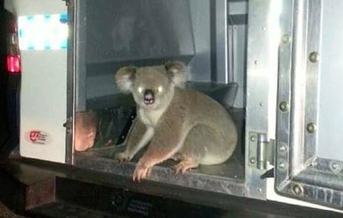 В Австралии дорожная полиция арестовала коалу-хулигана