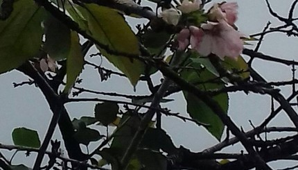 На Закарпатье цветут яблони