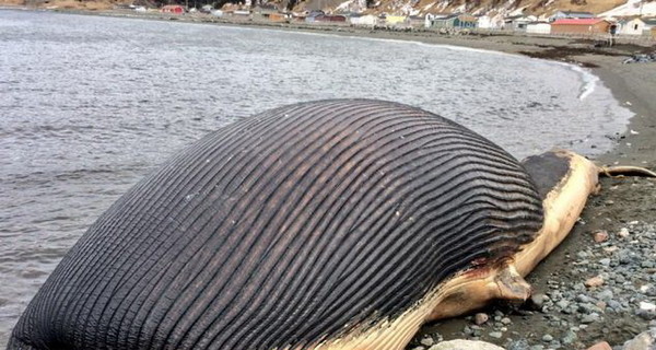Во Франции решают как избавиться от взрывоопасного кита