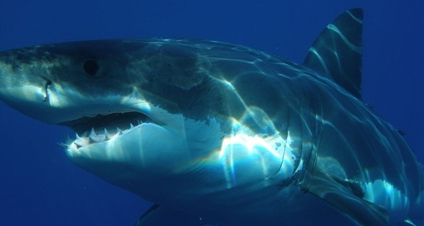 На Филлипинах рыбаки нашли в желудке акулы человеческую голову