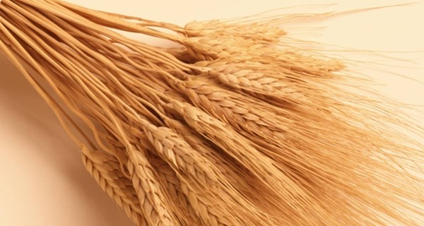 Украина снова будет продавать зерно в Бангладеш