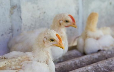 В  Нидерландан обнаружили птичий грипп, Еврокомиссия соберется на экстренное совещание