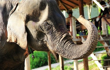 В Таиланде слон убил погонщика и скрылся с туристками в джунглях