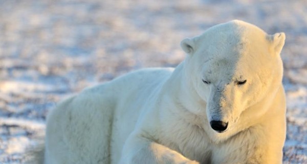 Ученые бьют тревогу:  Белые медведи в США и Канаде умирают от голода