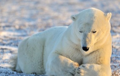 Ученые бьют тревогу:  Белые медведи в США и Канаде умирают от голода