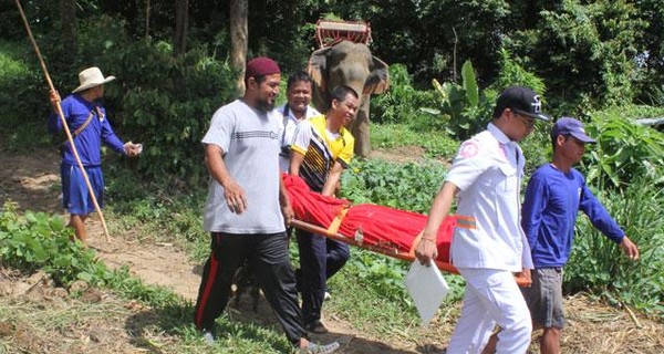 В Тайланде еще один взбесившийся слон затоптал погонщика: это второй случай за три дня
