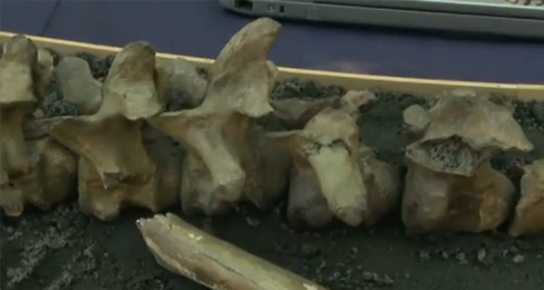 Американские палеонтологи откопали на задворках магазина останки динозавров 