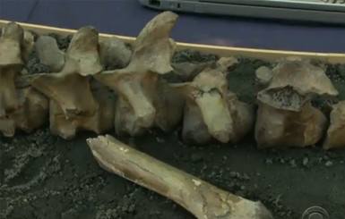 Американские палеонтологи откопали на задворках магазина останки динозавров 